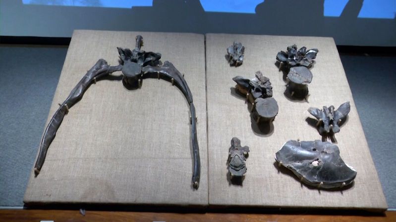 Paleontologové objevili v Patagonii největšího megaraptora. Měl obří drápy